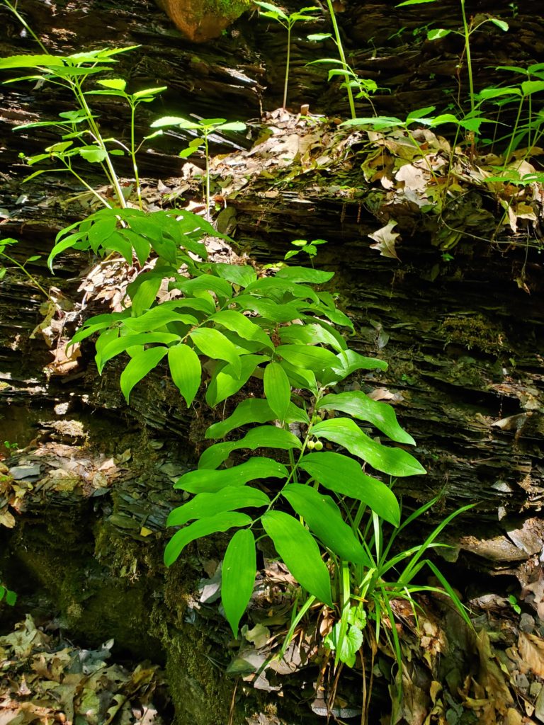 false solomon's seal